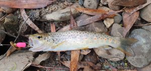 brown trout + spinner lure