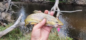Trout fishing spinner lure