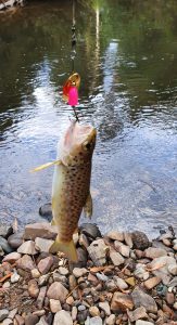 trout and redfin spinning lure