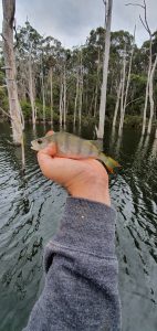Redfin lure fishing